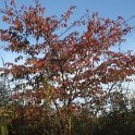 Prunus x yedoensis automne P26